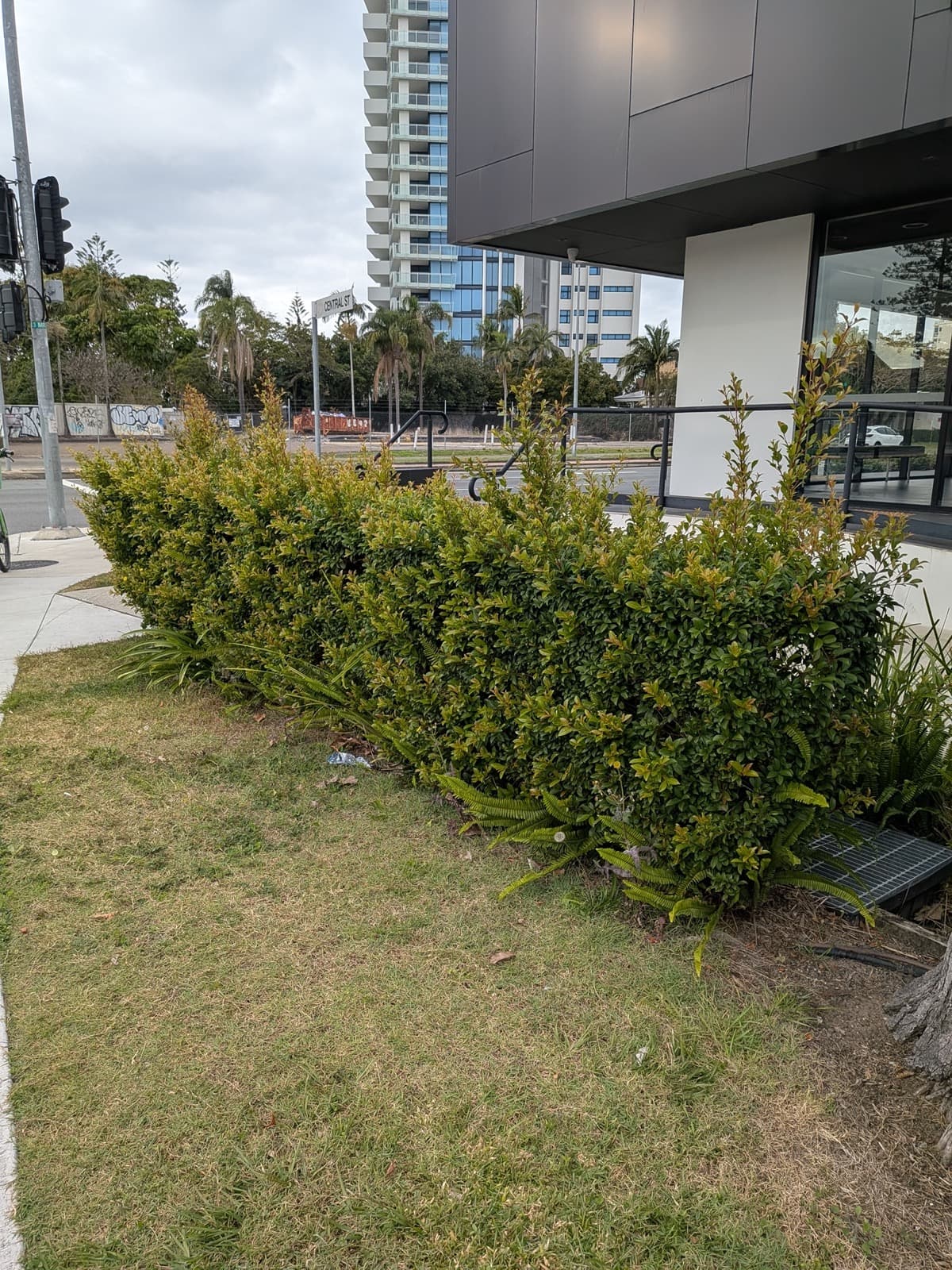 Commercial Hedge Trim - before