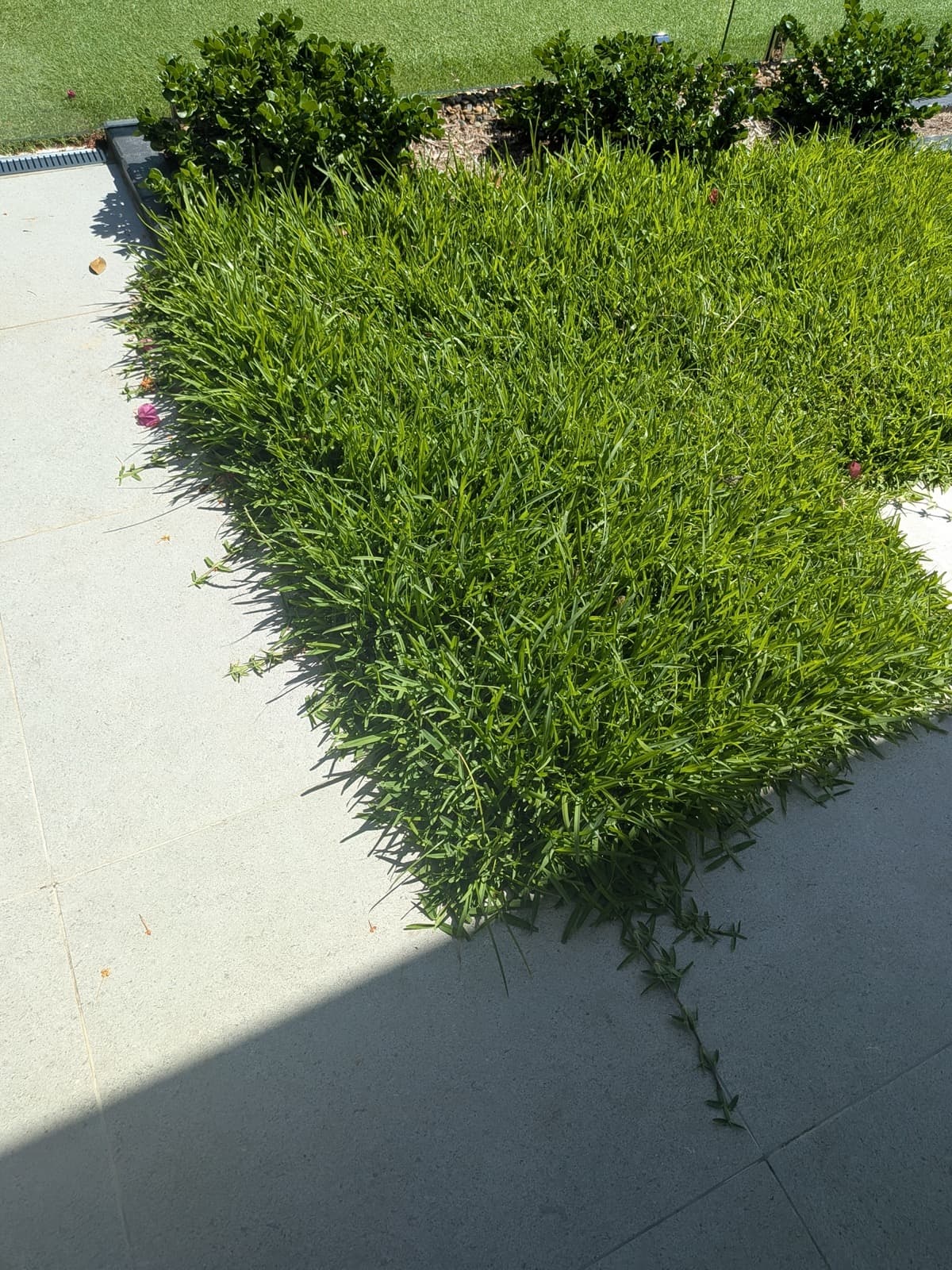 Lawn Restoration - before